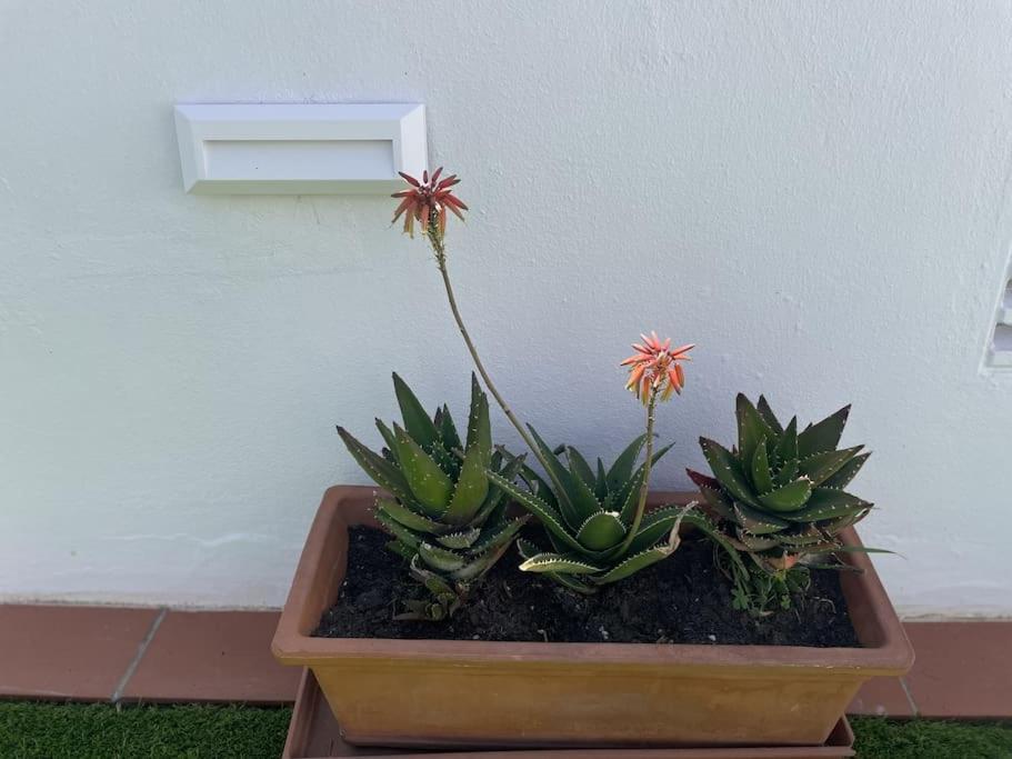 Casa Lola Conil, Azotea Al Mar Y Parking Solo Familias O Parejas Βίλα Conil De La Frontera Εξωτερικό φωτογραφία